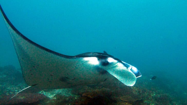 Where to Snorkel With Manta Rays and Colorful Reef Life