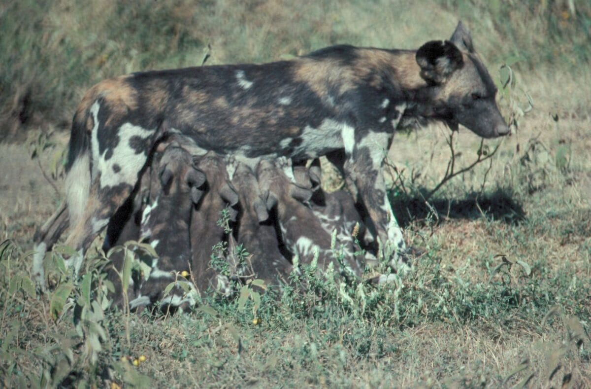 Wild dog