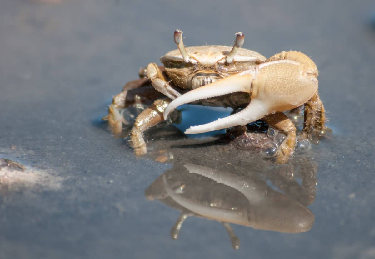 Fiddler Crabs