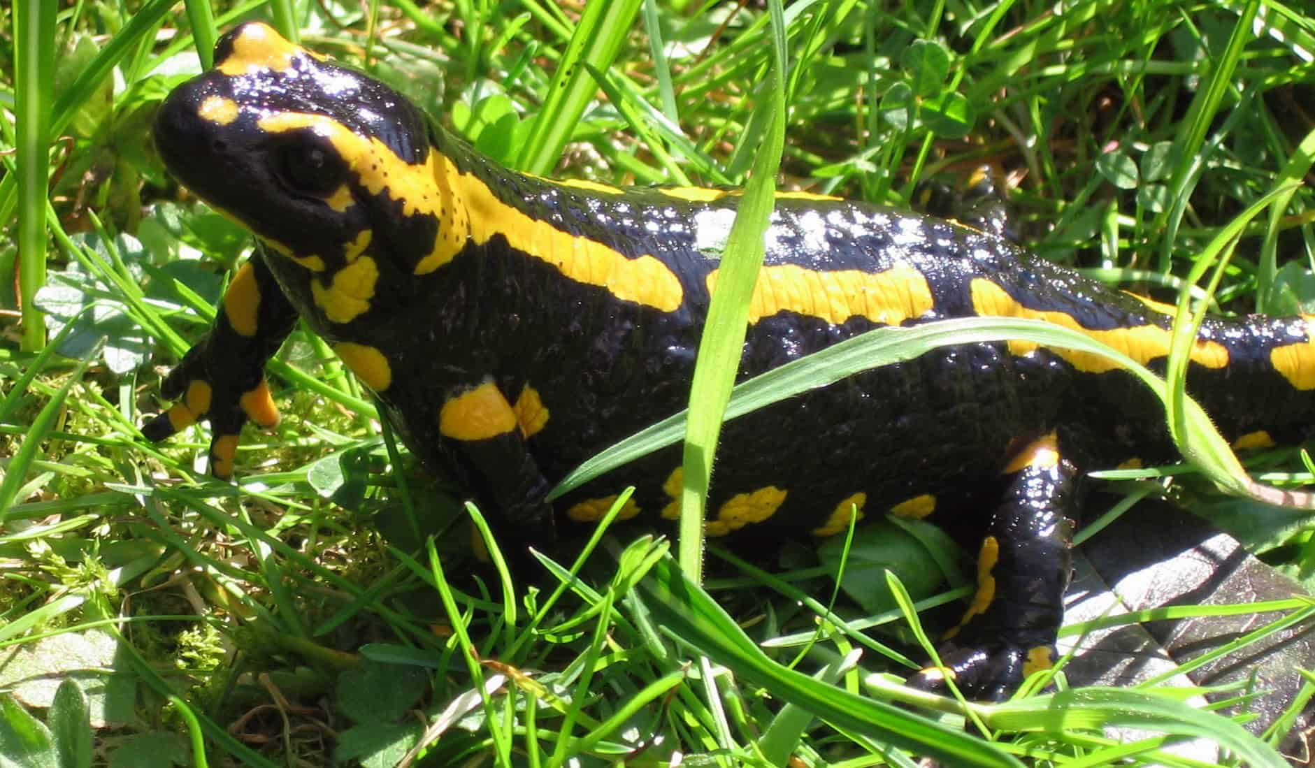 Salamander.