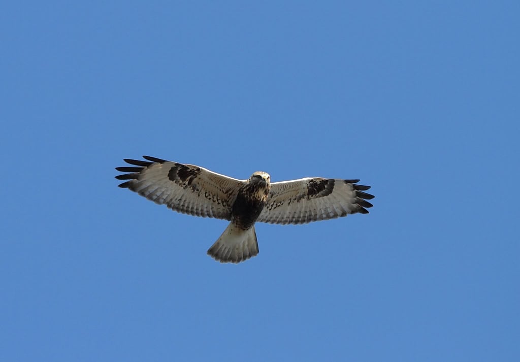 Fjellvåk (Buteo lagopus) (Rough-legged Buzzard)