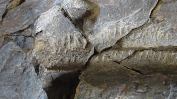 The Oldest Fossil Ever Unearthed in North America