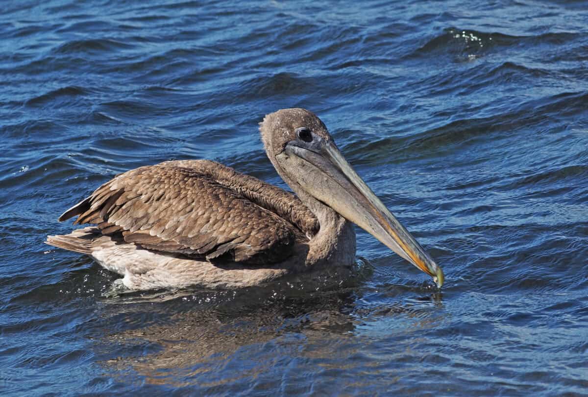 Brown pelican. 