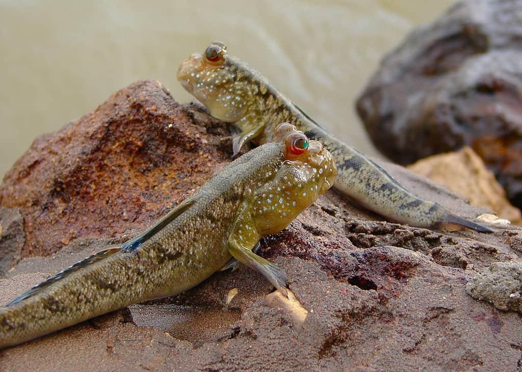 Atlantic mudskippers (Periophthalmus barbarus) photographed on the shore near Tenda-Ba in The Gambia.