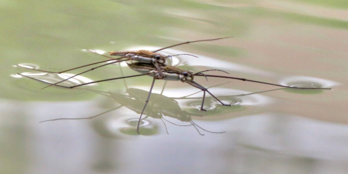 Water strider