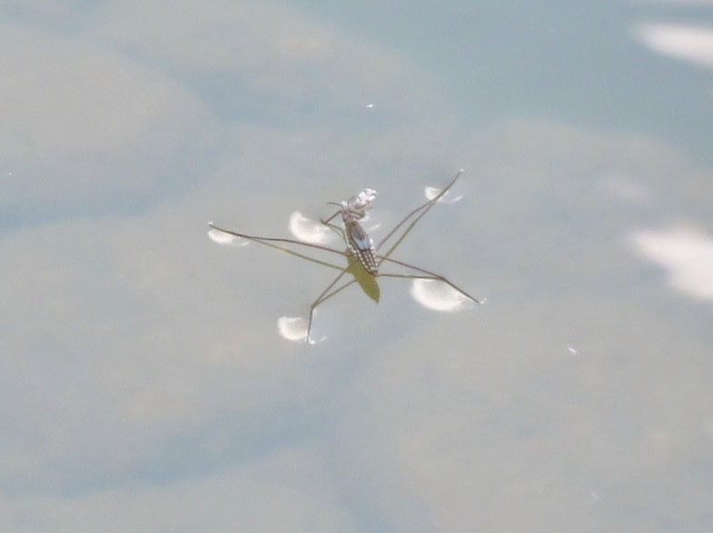 Water strider. 