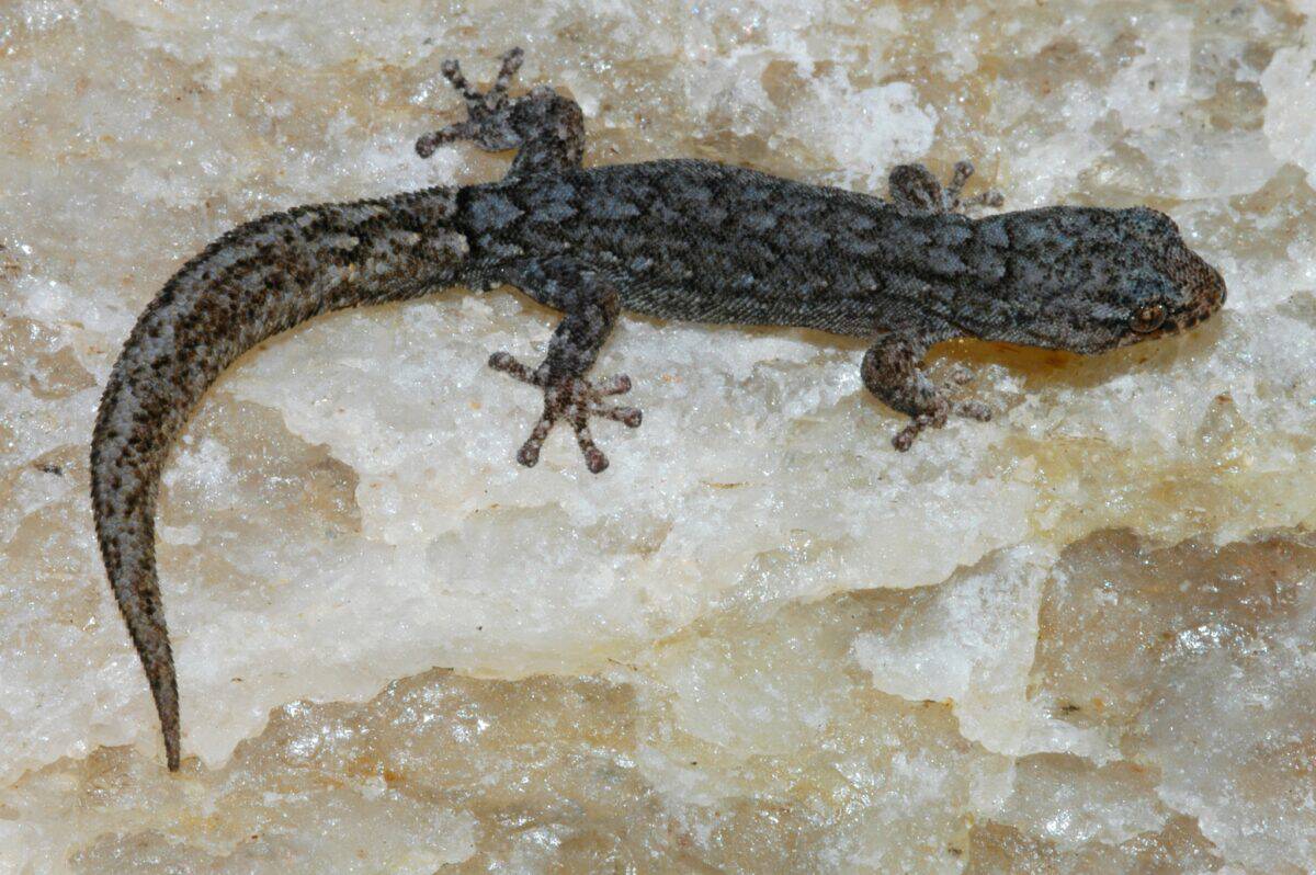 pygmy gecko
