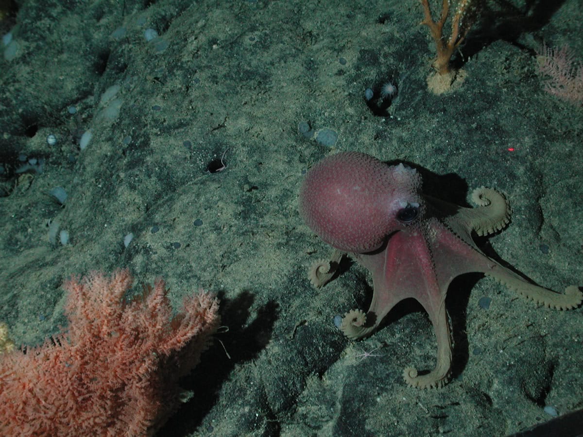 graneledone octopus