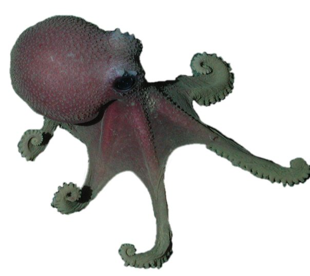 Graneledone octopus
