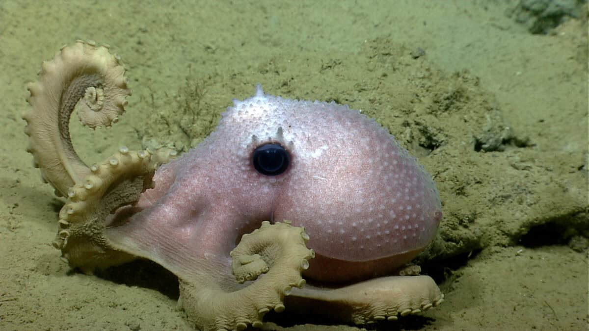 Graneledone octopus