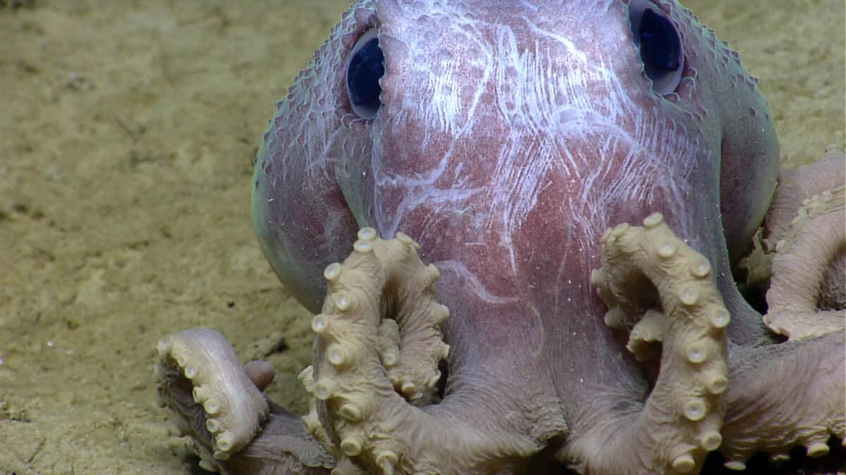 Graneledone octopus