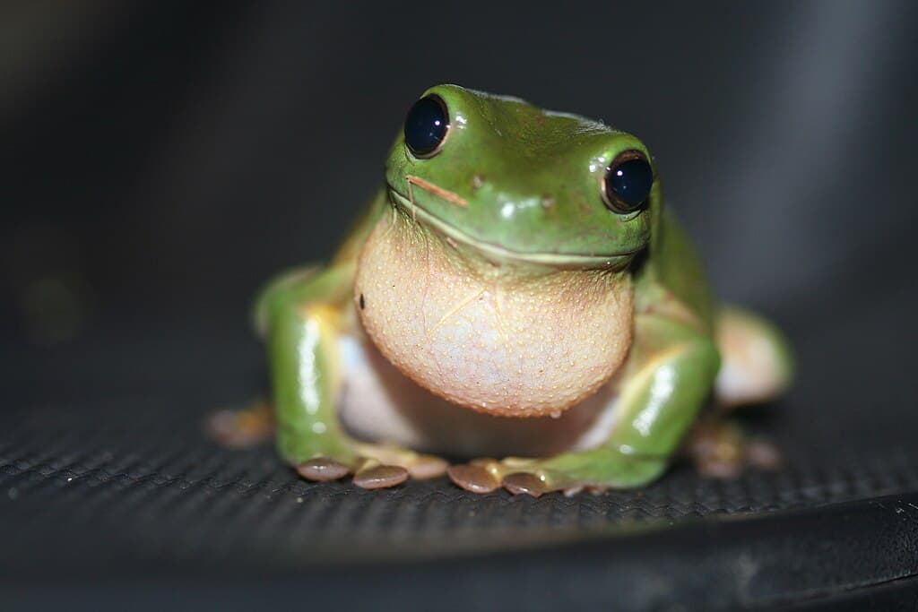 Frosch