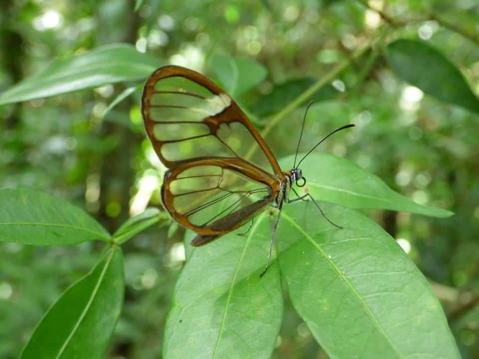 Glasswing butterfly