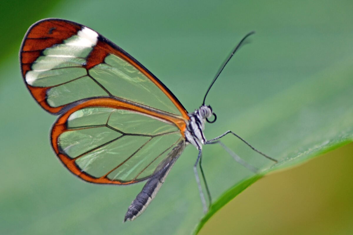 Glasswing butterfly