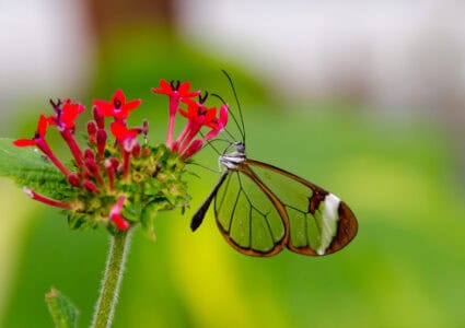 The Glasswing Butterfly: Nature’s Invisible Beauty