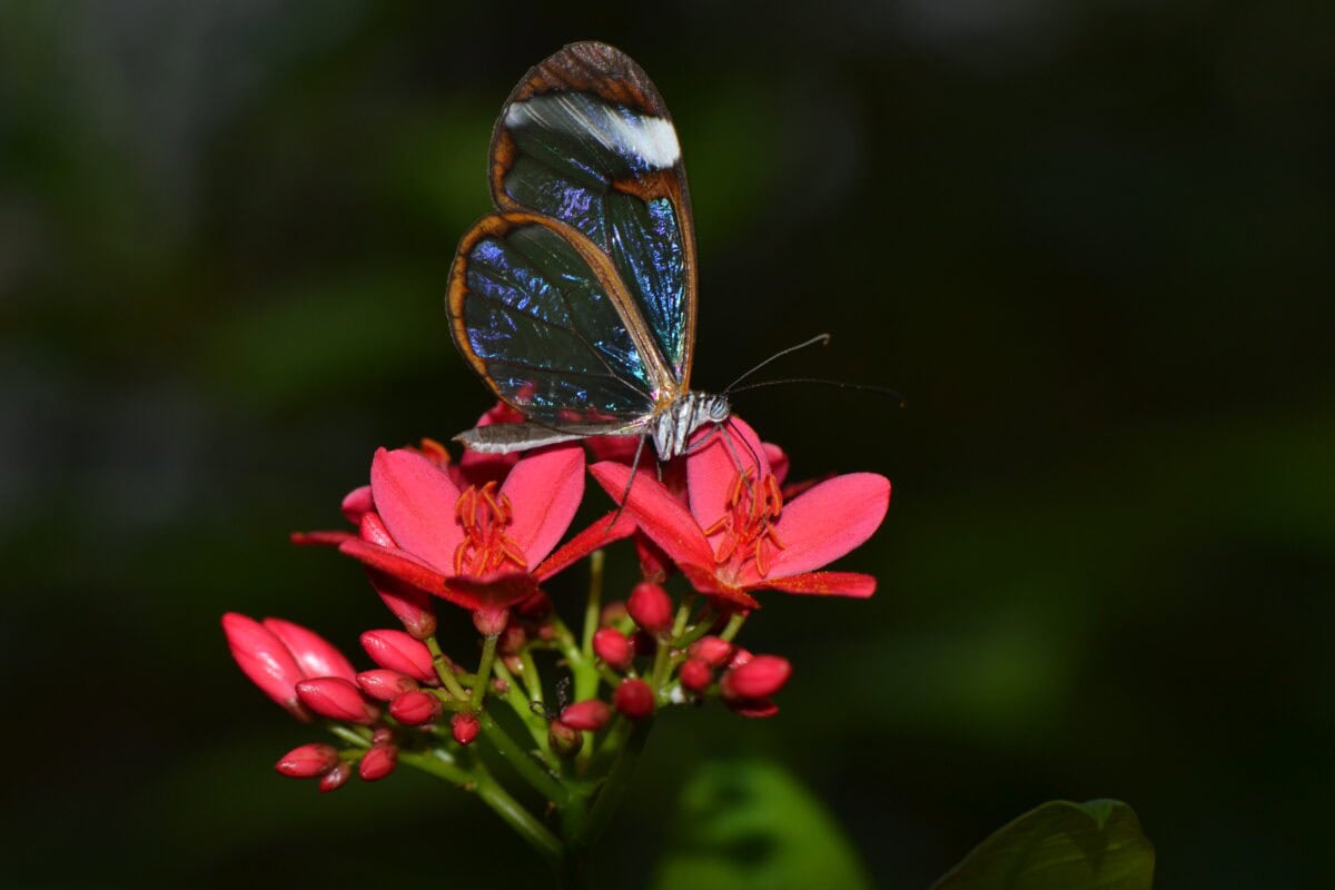 Glasswing butterfly