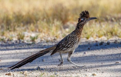 From Coyotes to Roadrunners: Iconic Southwest Wildlife