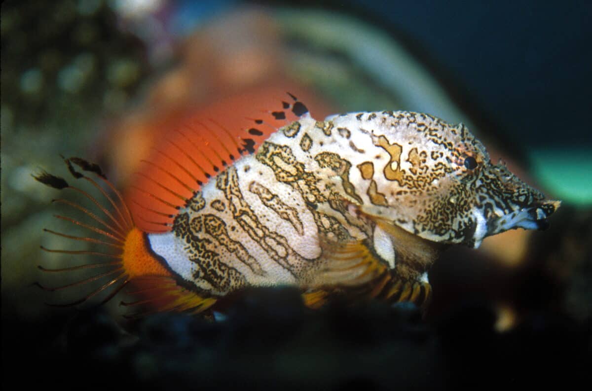 Grunt Sculpin