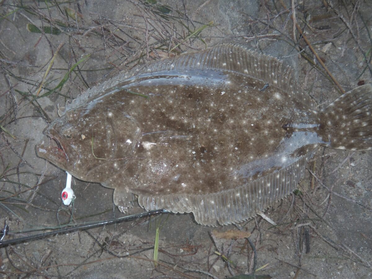 Gulf Flounder