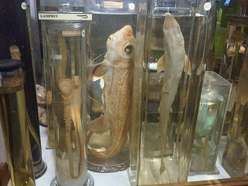 Ghost shark