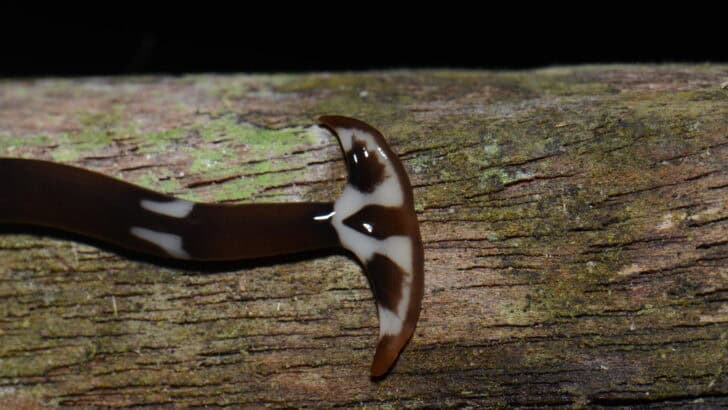 The Only Animal That Can Regrow Its Brain