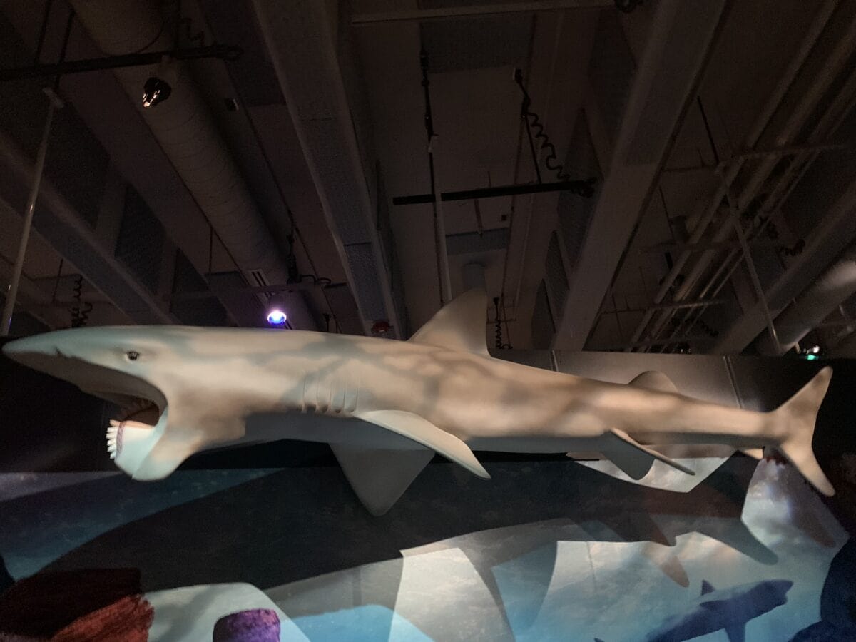 Helicoprion