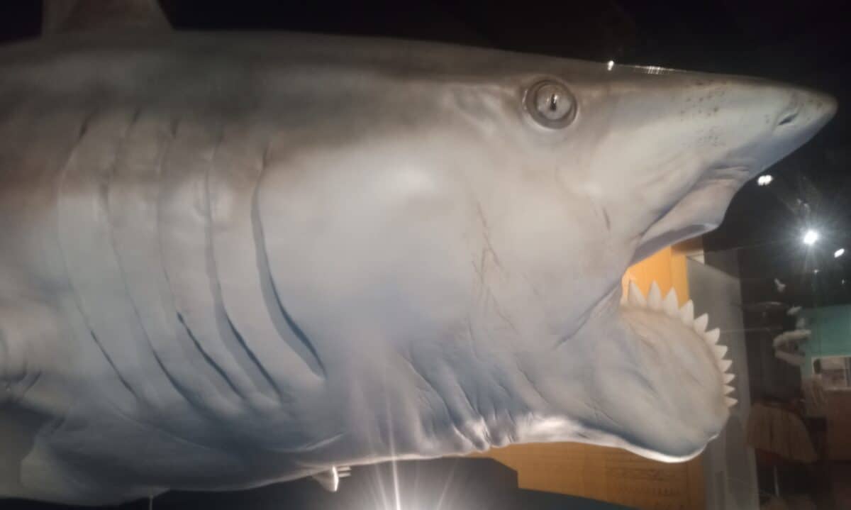 Helicoprion