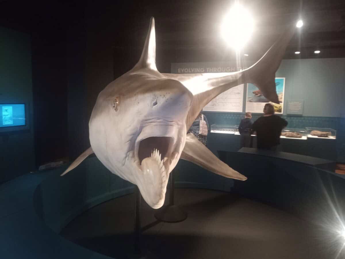 Helicoprion