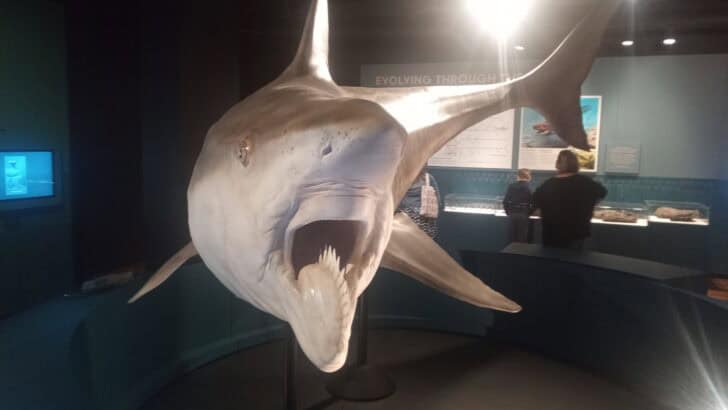 The Most Monstrous Prehistoric Shark That Made Megalodon Look Small