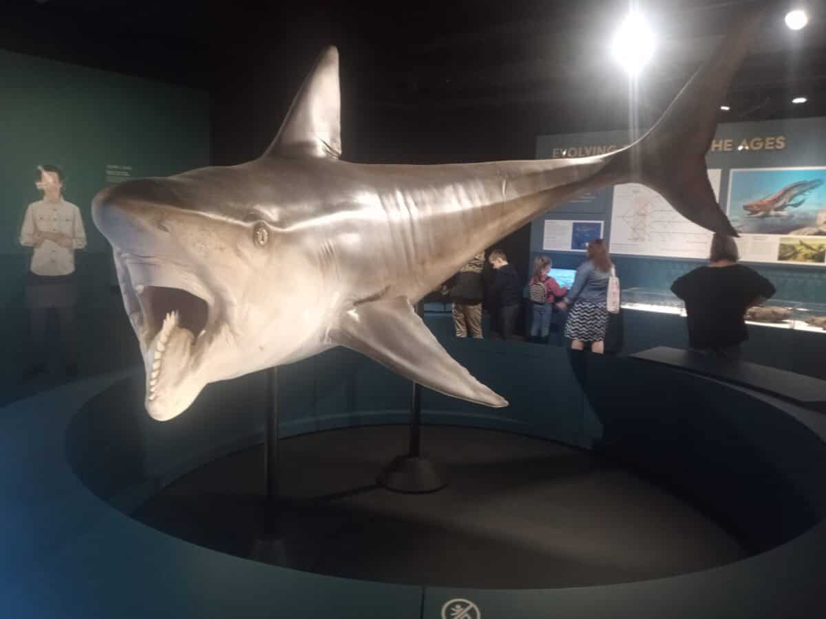 Helicoprion