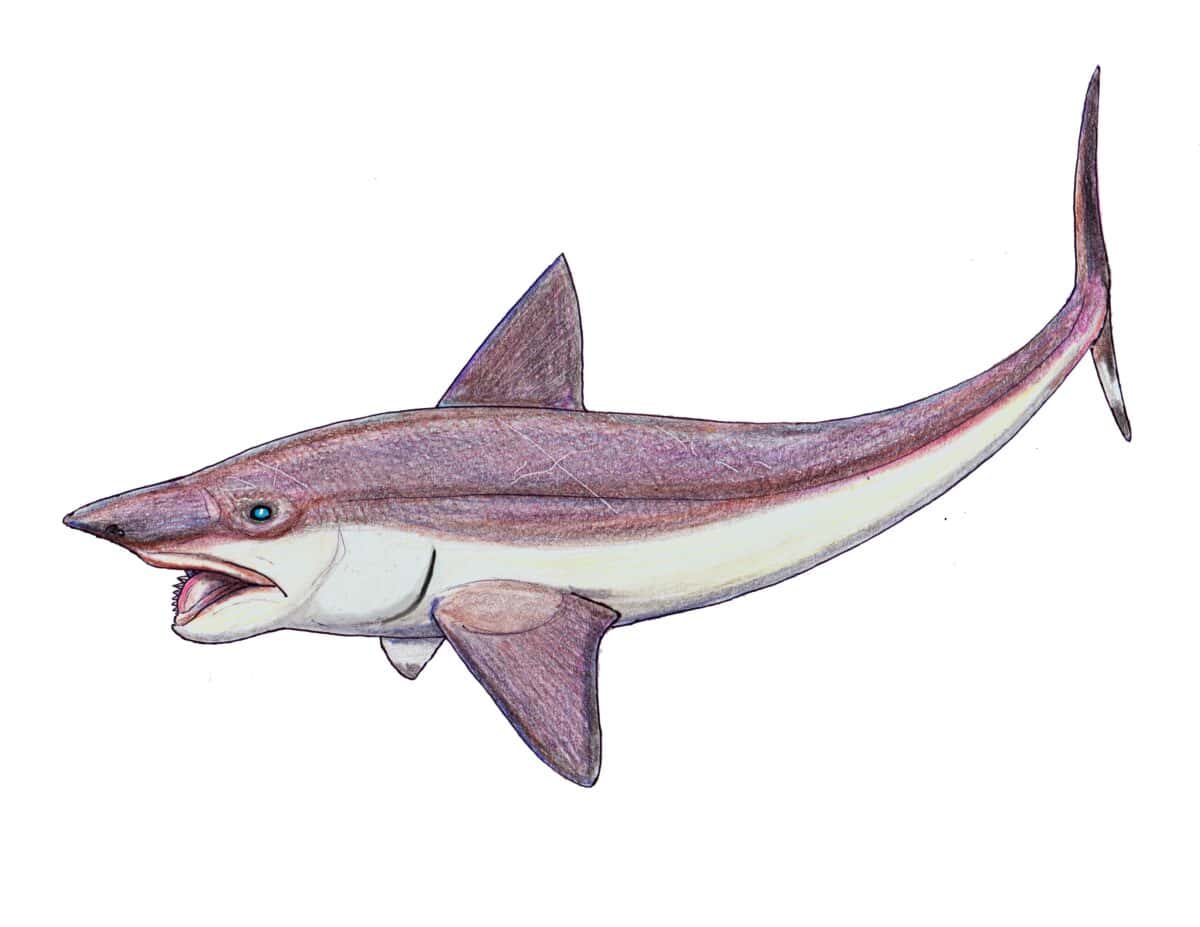 Helicoprion