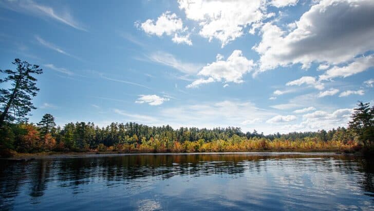What Caused a Sudden Fish Die-Off in a Popular U.S. Lake?