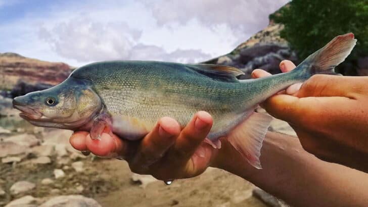 The Most Vulnerable Fish Species in U.S. Rivers Today
