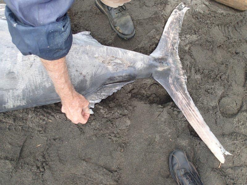 Black marlin's tail fin. 