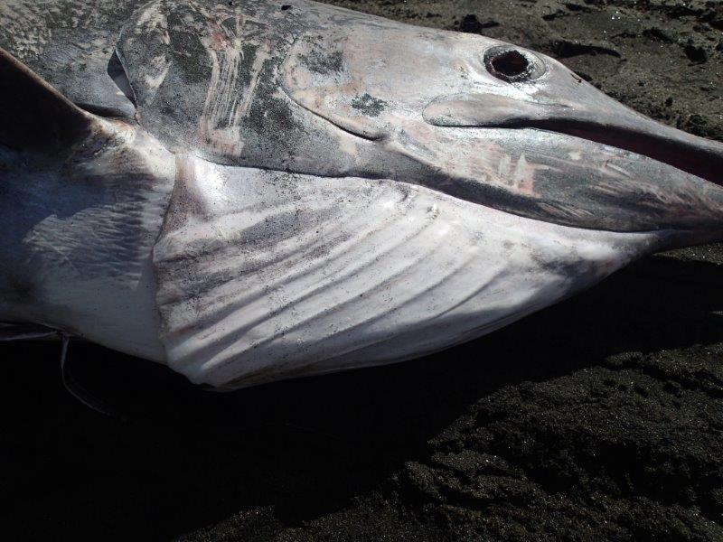 Black marlin. 