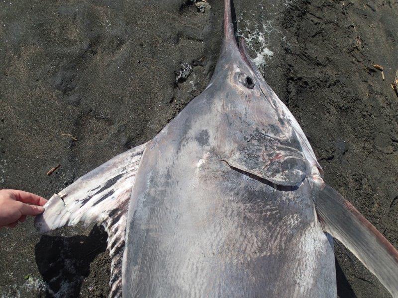 Black marlin. 