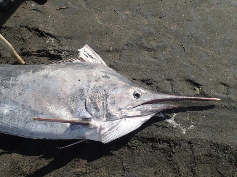 Black marlin. 