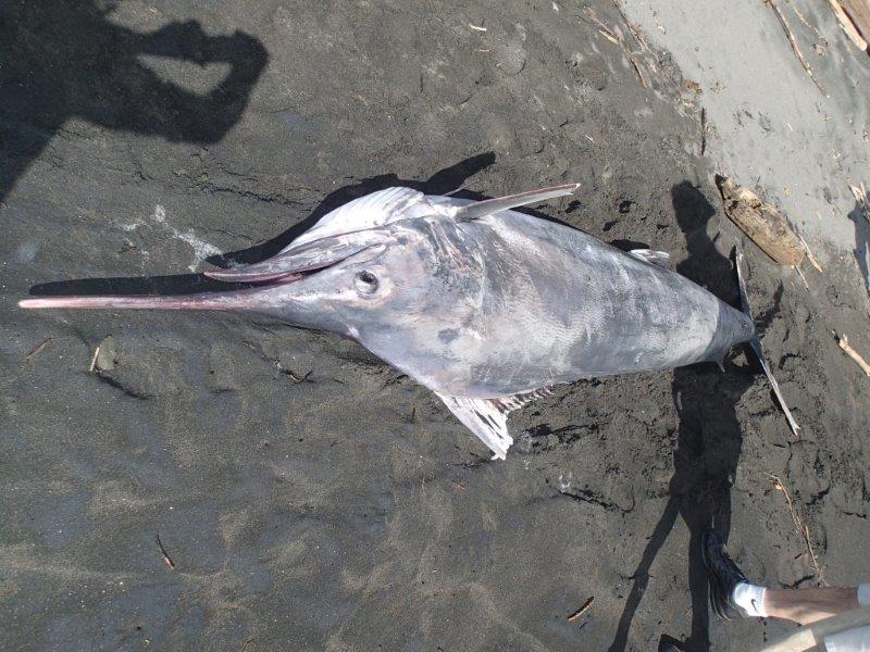 Black Marlin. 