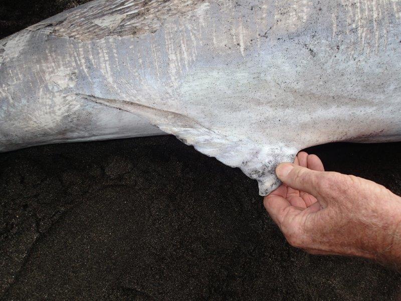 Black marlin's fin. 