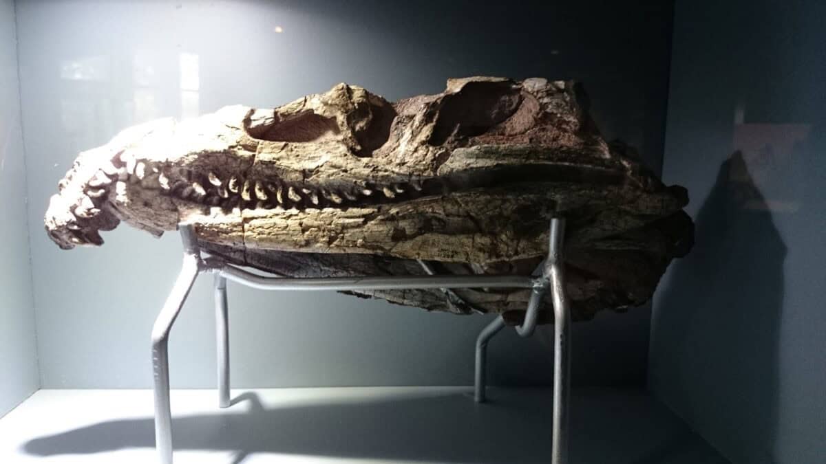Crocodile skull.