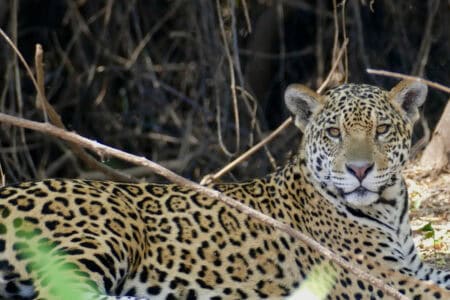 The Battle to Save the Last Wild Jaguars in the United States