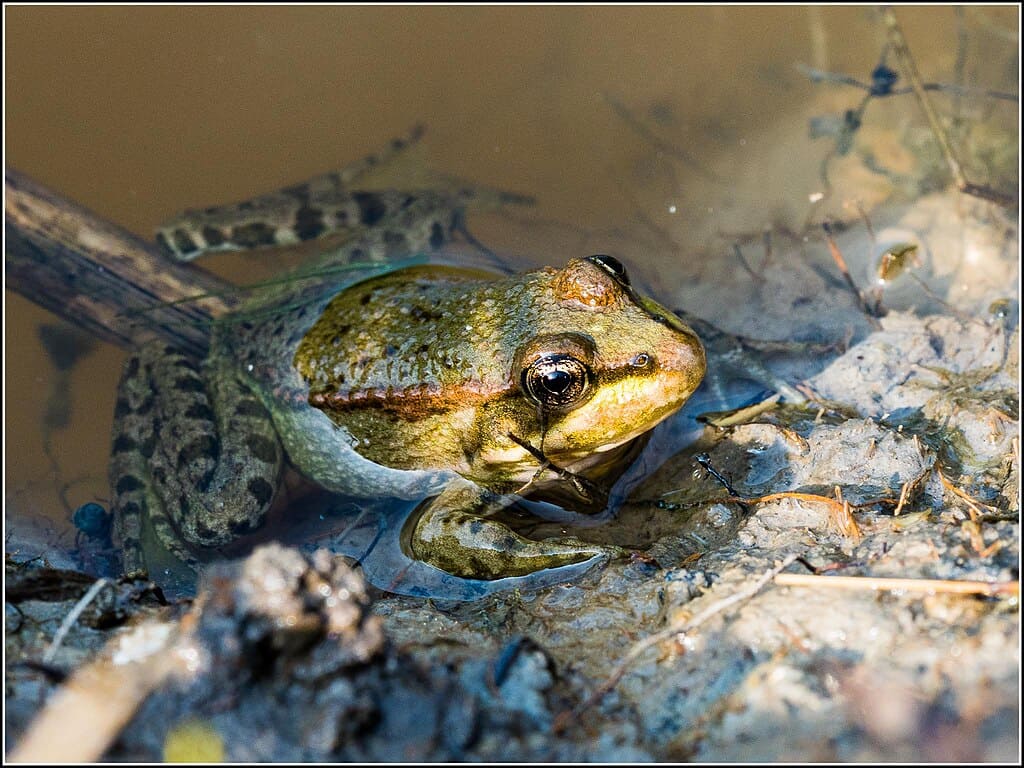 Juvenile Marsh Frog