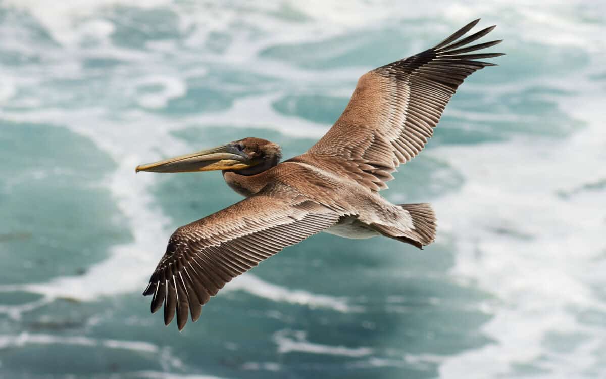 Brown pelican. 