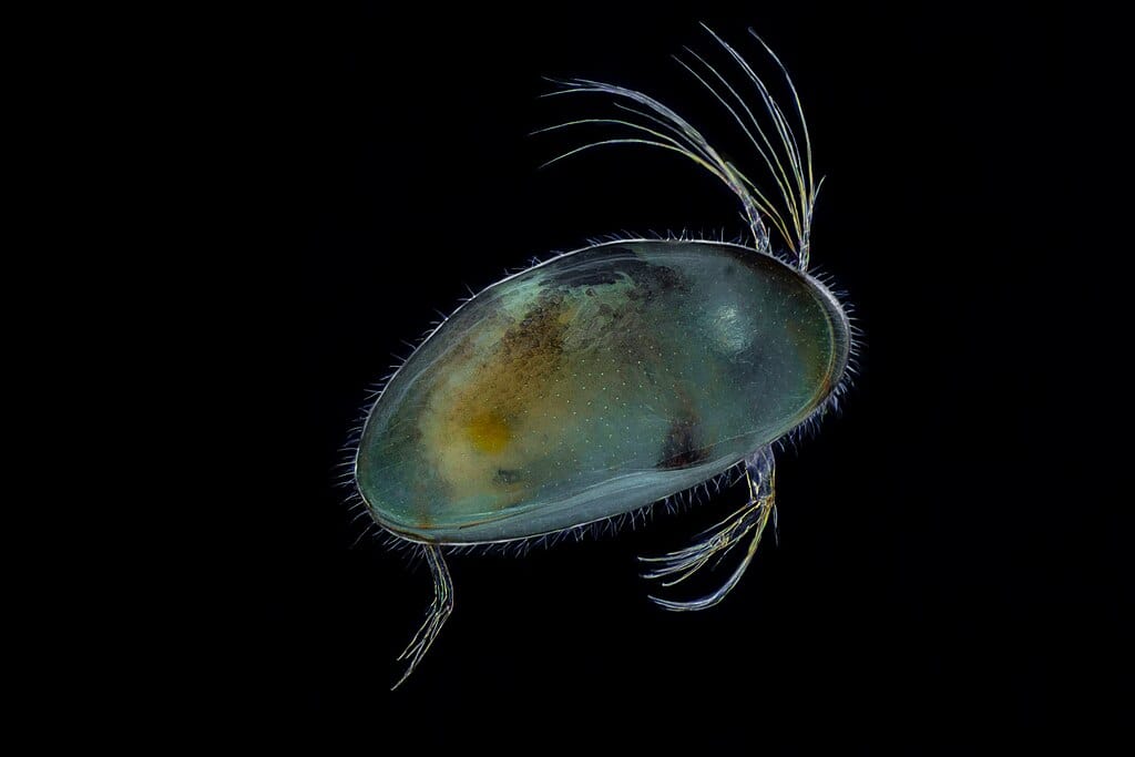 Luminous Ostracod