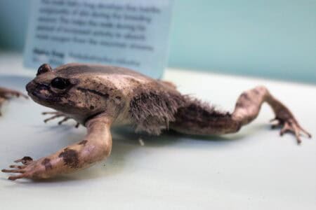 The Only Mammal That Can Breathe Through Its Skin