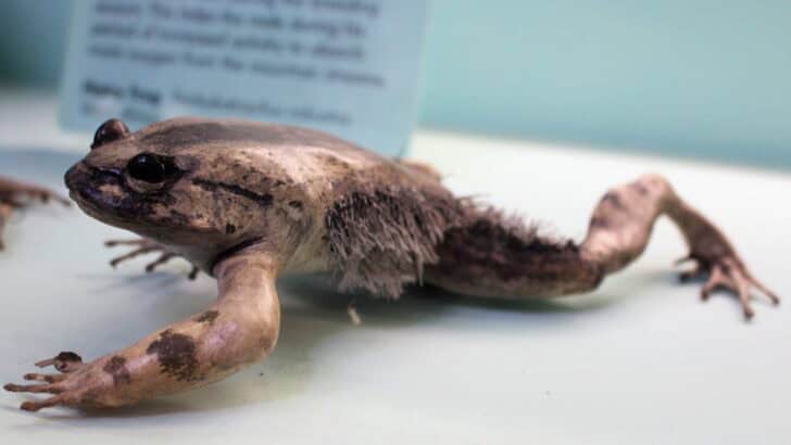 The Only Mammal That Can Breathe Through Its Skin