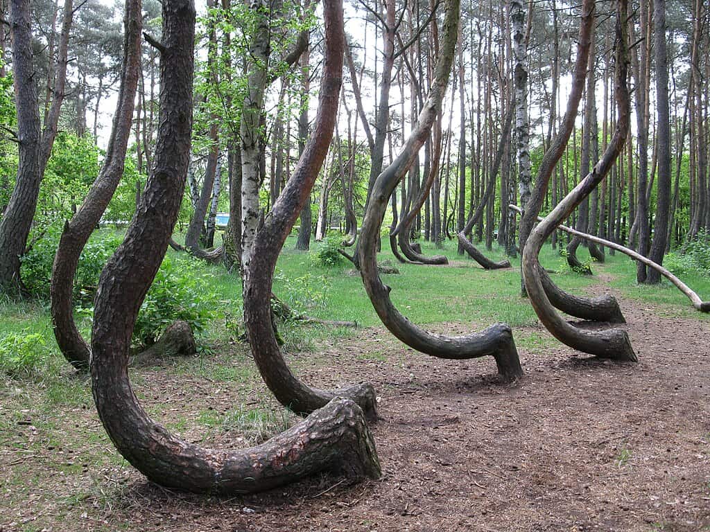 Krzywy Las - Nowe Czarnowo 