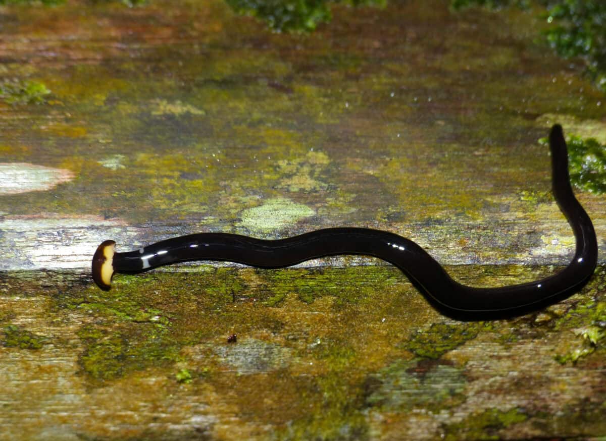 Land Planarian