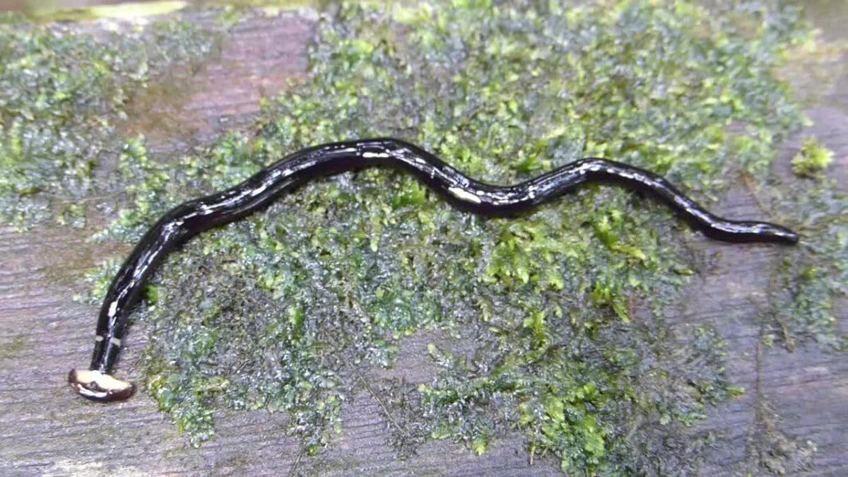 Land Planarian