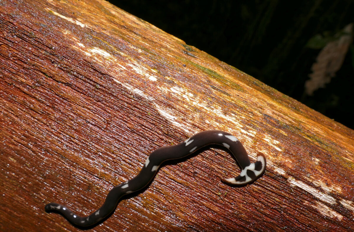 Land Planarian